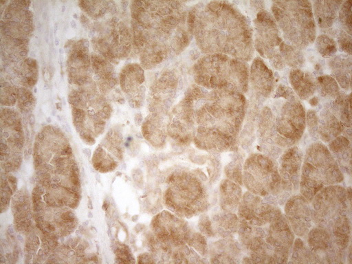GRN / Granulin Antibody - IHC of paraffin-embedded Human pancreas tissue using anti-GRN mouse monoclonal antibody. (Heat-induced epitope retrieval by 1 mM EDTA in 10mM Tris, pH8.5, 120°C for 3min).