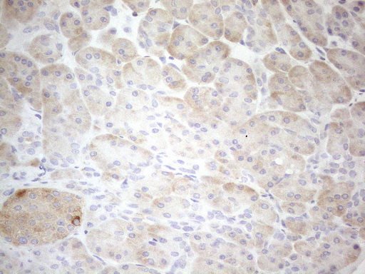 GRN / Granulin Antibody - Immunohistochemical staining of paraffin-embedded Human pancreas tissue using anti-GRN mouse monoclonal antibody. (Heat-induced epitope retrieval by 1mM EDTA in 10mM Tris buffer. (pH8.5) at 120°C for 3 min. (1:150)