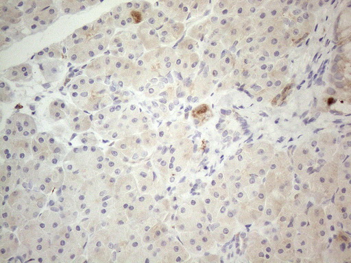 GRN / Granulin Antibody - Immunohistochemical staining of paraffin-embedded Human pancreas tissue within the normal limits using anti-GRN mouse monoclonal antibody. (Heat-induced epitope retrieval by 1mM EDTA in 10mM Tris buffer. (pH8.5) at 120°C for 3 min. (1:150)