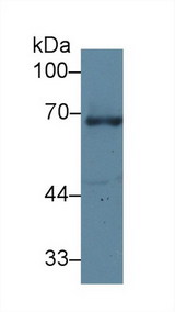 GRN / Granulin Antibody - Western Blot; Sample: Human A431 cell lysate; Primary Ab: 1µg/ml Rabbit Anti-Human GRN Antibody Second Ab: 0.2µg/mL HRP-Linked Caprine Anti-Rabbit IgG Polyclonal Antibody
