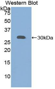 GRN / Granulin Antibody - Western blot of recombinant GRN / Progranulin / Granulin.  This image was taken for the unconjugated form of this product. Other forms have not been tested.