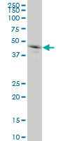 GRN / Granulin Antibody - GRN monoclonal antibody (M01), clone 1F5 Western Blot analysis of GRN expression in HeLa.
