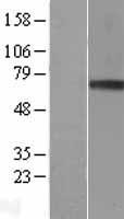 GRN / Granulin Protein - Western validation with an anti-DDK antibody * L: Control HEK293 lysate R: Over-expression lysate