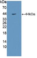 Growth Hormone Receptor / GHR Antibody - Western Blot; Sample: Recombinant GHR, Human.