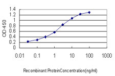 Growth Hormone Receptor / GHR Antibody - Detection limit for recombinant GST tagged GHR is approximately 0.1 ng/ml as a capture antibody.