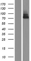 Growth Hormone Receptor / GHR Protein - Western validation with an anti-DDK antibody * L: Control HEK293 lysate R: Over-expression lysate
