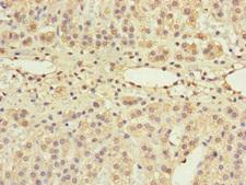 GRPEL1 Antibody - Immunohistochemistry of paraffin-embedded human adrenal gland tissue at dilution of 1:100
