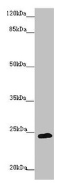 GRPEL1 Antibody - Western blot All lanes: GRPEL1 antibody at 1.37µg/ml + 293T whole cell lysate Secondary Goat polyclonal to rabbit IgG at 1/10000 dilution Predicted band size: 24 kDa Observed band size: 24 kDa