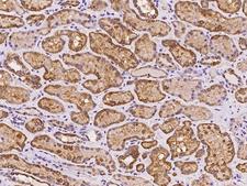 GRPEL1 Antibody - Immunochemical staining of human GRPEL1 in human kidney with rabbit polyclonal antibody at 1:500 dilution, formalin-fixed paraffin embedded sections.