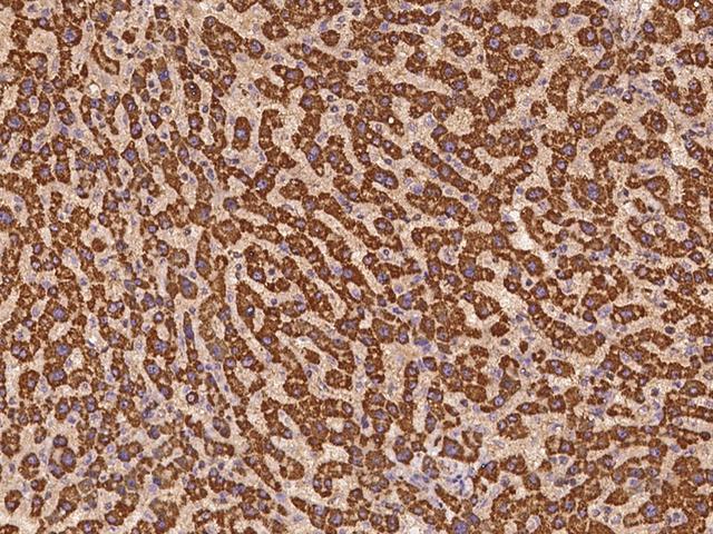 GRPEL1 Antibody - Immunochemical staining of human GRPEL1 in human liver with rabbit polyclonal antibody at 1:500 dilution, formalin-fixed paraffin embedded sections.
