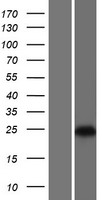 GRPEL1 Protein - Western validation with an anti-DDK antibody * L: Control HEK293 lysate R: Over-expression lysate