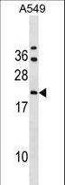 GRPEL2 Antibody - GRPEL2 Antibody western blot of A549 cell line lysates (35 ug/lane). The GRPEL2 antibody detected the GRPEL2 protein (arrow).