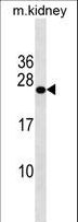 GRPEL2 Antibody - GRPEL2 Antibody western blot of mouse kidney tissue lysates (35 ug/lane). The GRPEL2 antibody detected the GRPEL2 protein (arrow).
