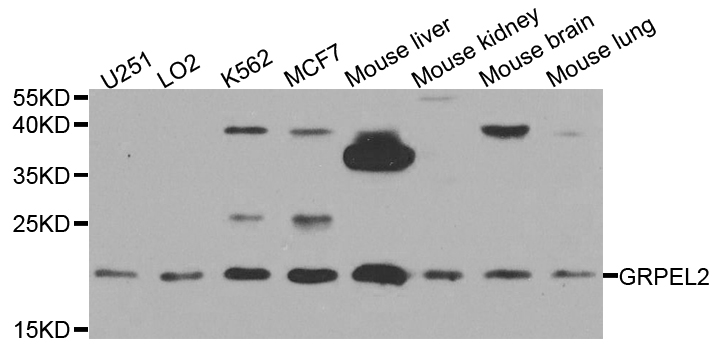GRPEL2 Antibody - Western blot analysis of extracts of various cell lines.
