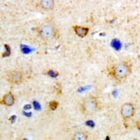 GRPEL2 Antibody - Immunohistochemical analysis of GrpEL2 staining in mouse brain formalin fixed paraffin embedded tissue section. The section was pre-treated using heat mediated antigen retrieval with sodium citrate buffer (pH 6.0). The section was then incubated with the antibody at room temperature and detected using an HRP conjugated compact polymer system. DAB was used as the chromogen. The section was then counterstained with hematoxylin and mounted with DPX.