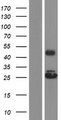 GRPEL2 Protein - Western validation with an anti-DDK antibody * L: Control HEK293 lysate R: Over-expression lysate