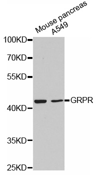 GRPR Antibody - Western blot analysis of extracts of various cell lines, using GRPR antibody.