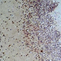 GRPR Antibody - Immunohistochemical analysis of GRPR staining in rat brain formalin fixed paraffin embedded tissue section. The section was pre-treated using heat mediated antigen retrieval with sodium citrate buffer (pH 6.0). The section was then incubated with the antibody at room temperature and detected using an HRP conjugated compact polymer system. DAB was used as the chromogen. The section was then counterstained with hematoxylin and mounted with DPX.