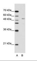 GRSF1 Antibody - A: Marker, B: HepG2 Cell Lysate.  This image was taken for the unconjugated form of this product. Other forms have not been tested.