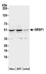 GRSF1 Antibody - Detection of human GRSF1 by western blot. Samples: Whole cell lysate (50 µg) from HeLa, HEK293T, and Jurkat cells prepared using NETN lysis buffer. Antibody: Affinity purified rabbit anti-GRSF1 antibody used for WB at 0.1 µg/ml. Detection: Chemiluminescence with an exposure time of 10 seconds.