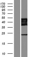 GRSF1 Protein - Western validation with an anti-DDK antibody * L: Control HEK293 lysate R: Over-expression lysate