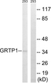 GRTP1 Antibody - Western blot analysis of lysates from 293 cells, using GRTP1 Antibody. The lane on the right is blocked with the synthesized peptide.