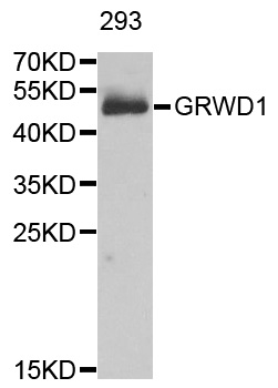 GRWD1 Antibody - Western blot analysis of extracts of 293 cell lines.