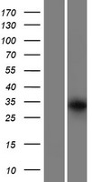 GRXCR1 Protein - Western validation with an anti-DDK antibody * L: Control HEK293 lysate R: Over-expression lysate