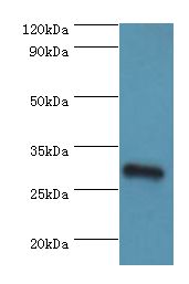 GS28 / GOSR1 / p28 Antibody - Western blot. All lanes: GOSR1 antibody at 16 ug/ml+mouse liver tissue. Secondary antibody: Goat polyclonal to rabbit at 1:10000 dilution. Predicted band size: 29 kDa. Observed band size: 29 kDa.