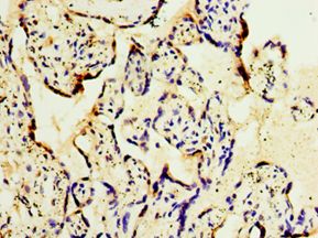 GS28 / GOSR1 / p28 Antibody - Immunohistochemistry of paraffin-embedded human placenta tissue using antibody at 1:100 dilution.