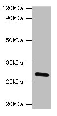 GS28 / GOSR1 / p28 Antibody - Western blot All lanes: GOSR1 antibody at 16µg/ml + Mouse liver tissue Secondary Goat polyclonal to rabbit IgG at 1/10000 dilution Predicted band size: 29, 22 kDa Observed band size: 29 kDa
