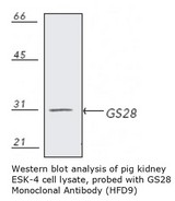GS28 / GOSR1 / p28 Antibody
