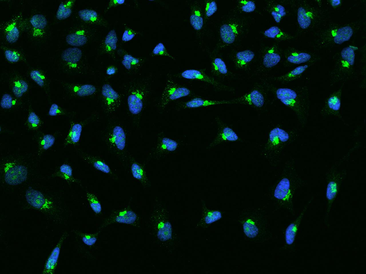 Anti-GS28 / GOSR1 / p28 Antibody | Rabbit anti-Human Polyclonal | LSBio