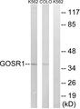GS28 / GOSR1 / p28 Antibody - Western blot analysis of extracts from K562 cells and COLO cells, using GOSR1 antibody.