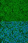 GS28 / GOSR1 / p28 Antibody - Immunofluorescence analysis of U2OS cells using GOSR1 Polyclonal Antibody at dilution of 1:100.Blue: DAPI for nuclear staining.