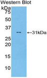 GSAP / PION Antibody - Western blot of recombinant GSAP / PION.  This image was taken for the unconjugated form of this product. Other forms have not been tested.