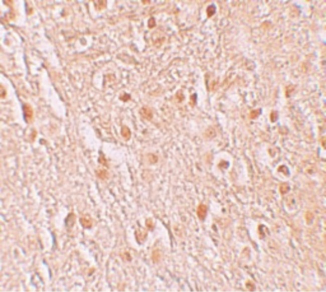 GSAP / PION Antibody - Immunohistochemistry of PION in human brain tissue with PION antibody at 5 ug/ml.