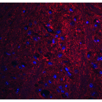 GSAP / PION Antibody - Immunofluorescence of PION in mouse brain tissue with PION antibody at 20 µg/mL.