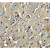 GSAP / PION Antibody - Immunohistochemistry of PION in mouse brain tissue with PION antibody at 5 µg/mL.