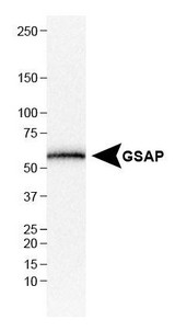 GSAP / PION Antibody - Western Blot: GSAP Antibody - Analysis of GSAP in HepG2 cell lysate.  This image was taken for the unconjugated form of this product. Other forms have not been tested.