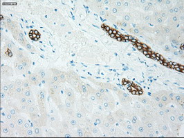 GSC / Goosecoid Antibody - IHC of paraffin-embedded Human liver tissue using anti-GSC mouse monoclonal antibody.