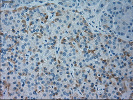 GSC / Goosecoid Antibody - IHC of paraffin-embedded Human pancreas tissue using anti-GSC mouse monoclonal antibody.