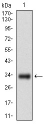 GSC / Goosecoid Antibody - Western blot using GSC monoclonal antibody against human GSC recombinant protein. (Expected MW is 33.5 kDa)