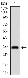 GSC / Goosecoid Antibody - Western blot using GSC monoclonal antibody against human GSC recombinant protein. (Expected MW is 33.5 kDa)