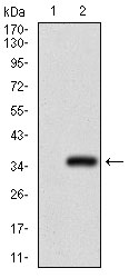 GSC / Goosecoid Antibody - Western blot using GSC monoclonal antibody against HEK293 (1) and GSC (AA: 191-257)-hIgGFc transfected HEK293 (2) cell lysate.
