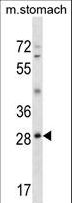 GSC / Goosecoid Antibody - GSC Antibody western blot of mouse stomach tissue lysates (35 ug/lane). The GSC antibody detected the GSC protein (arrow).