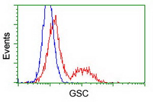 GSC / Goosecoid Antibody - HEK293T cells transfected with either overexpress plasmid (Red) or empty vector control plasmid (Blue) were immunostained by anti-GSC antibody, and then analyzed by flow cytometry.