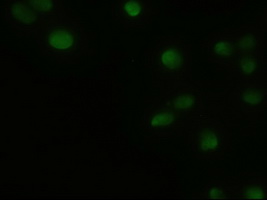 GSC / Goosecoid Antibody - Immunofluorescent staining of HeLa cells using anti-GSC mouse monoclonal antibody.