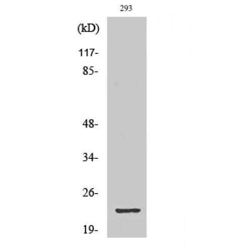 GSCL / GSC2 Antibody - Western blot of GSC2 antibody