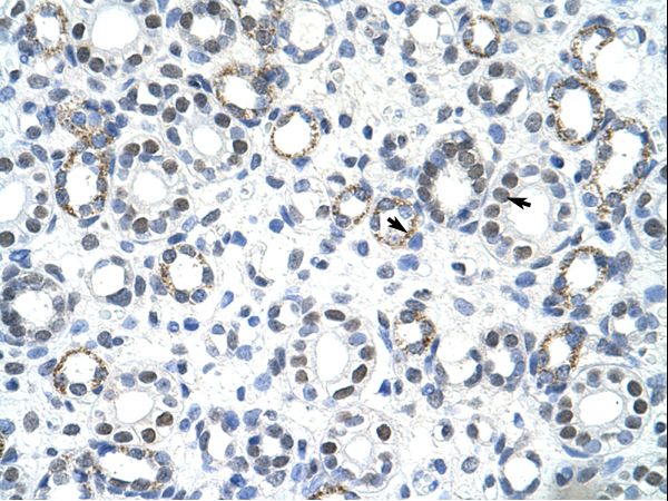 GSCL / GSC2 Antibody - GSC2 / GSCL antibody ARP38599_T100-NP_005306-GSCL (goosecoid-like) Antibody was used in IHC to stain formalin-fixed, paraffin-embedded human kidney.  This image was taken for the unconjugated form of this product. Other forms have not been tested.